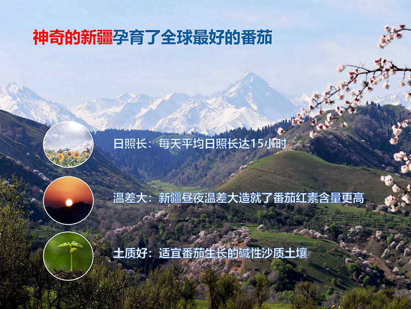 番茄红素